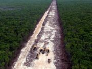 Nueva orden judicial frena tala y desmonte de selva en Tramo 5 del Tren Maya