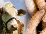 EU cierra otra vez la frontera al ganado mexicano por gusano barrenador